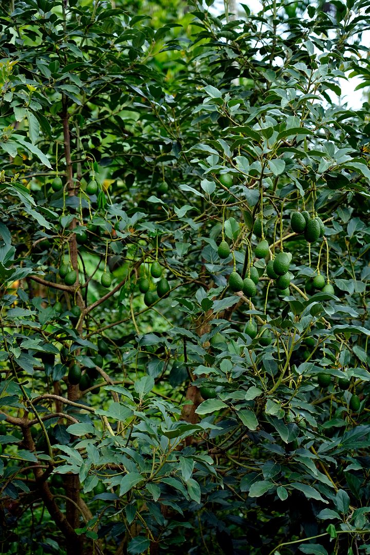 Premium Avocado Plants