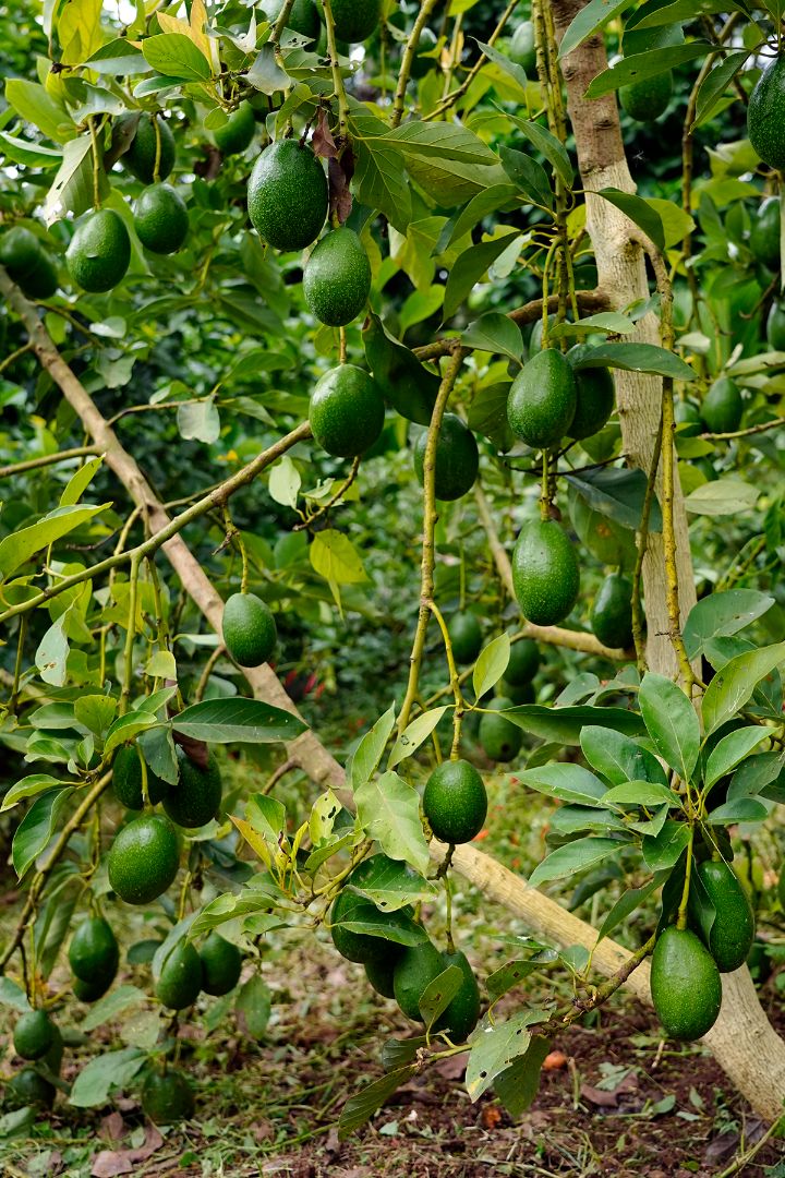 Avocado Plants