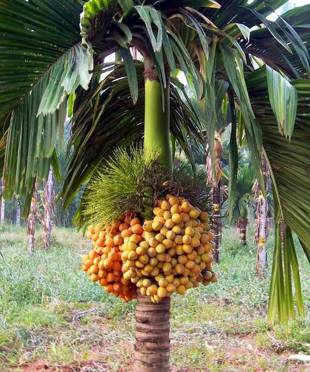 Areca Plants