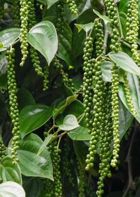 Pepper Plants