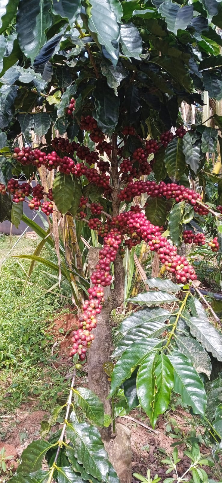 Coffee Plants